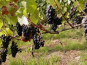 Archivo:Rote Weintrauben in Franken