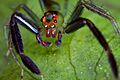 Salticidae, Lyssomanes sp