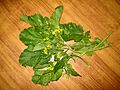 Sarsoon Ka Saag Fresh