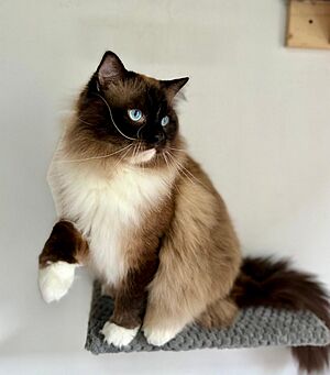 Archivo:Seal Point mitted Ragdoll BreedingCat