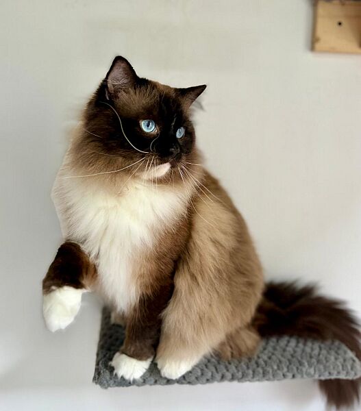 Seal Point mitted Ragdoll BreedingCat