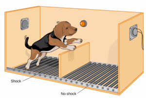 Archivo:Shuttle Box Dog-martin-seligman