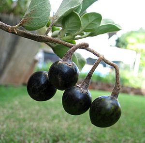 Archivo:Solanum nelsonii (5187953045)