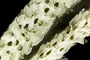 Archivo:Spanish moss under 20x magnification