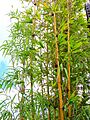 Starr 070906-8504 Bambusa textilis