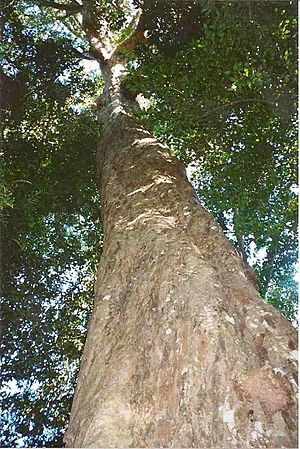 Archivo:Syzygium francisii - Booyong Reserve - edited