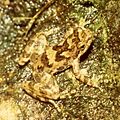 Taudactylus eungellensis 1