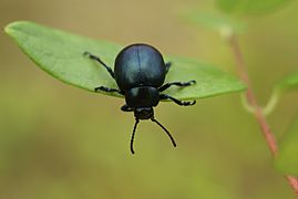 Timarcha tenebricosa