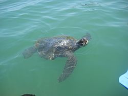 Tortuga gigante en El Ñuro.jpg