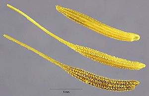 Archivo:Tragopogon porrifolius-cips.-1