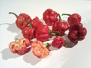 Archivo:Trinidad Moruga Scorpion