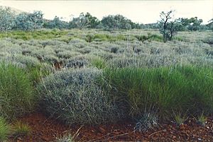 Archivo:Triodia hummock grassland