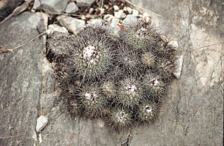 Turbinicarpus viereckii .jpg