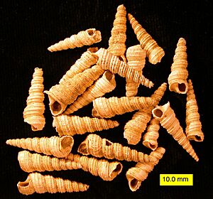 Archivo:Turritellatricarinata
