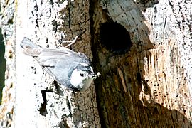White-breasted Nuthatch (nesting) -NMP 6-11-12 4
