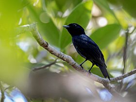 Xenopipo atronitens Black Manakin (male); Machadinho d'Oeste, Rondônia, Brazil (cropped).jpg