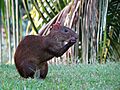 Yet Another Agouti - Flickr - treegrow
