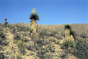 Archivo:Yucca faxoniana fh 1178.46 im Vordergrund Y. torreyi fh 1179.75 TX B