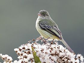 Zimmerius villarejoi - Mishana Tyrannulet (cropped).jpg