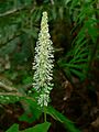Achlys triphylla 10659