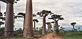Adansonia grandidieri Pat Hooper