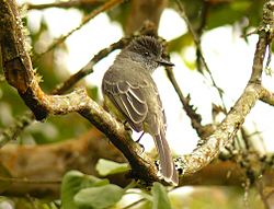 Apical.Flycatcher Matthew.Gable.jpg