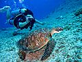 Aquatic animal coral diver - Credit to https homegets.com (49005454818)