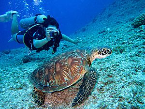 Archivo:Aquatic animal coral diver - Credit to https homegets.com (49005454818)