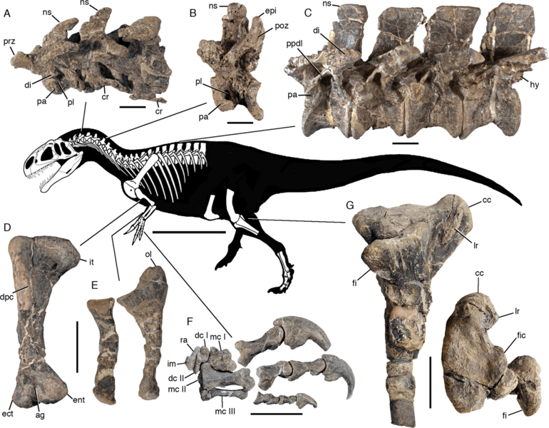 Asfaltovenatorskeletal