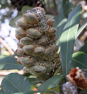 Archivo:Banksia integrifolia young follicles NGH email