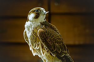 Archivo:Barbary Falcon