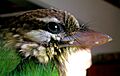 BarbetRictalBristle