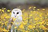 Barn Owl, Manchester area, UK, by Andy Chilton 2016-07-06 (Unsplash).jpg