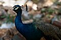 Blue Peacock in the Daman-e-koh park
