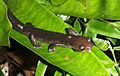 Bolitoglossa diaphora02