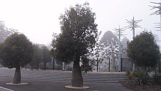 Brachychiton rupestris 1 Geelong BG email.jpg
