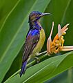 Brown-throated Sunbird
