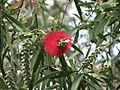 Callistemon glaucus