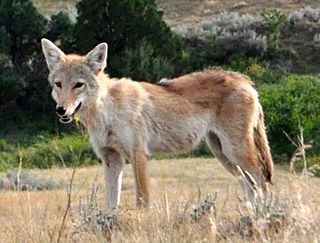 Canis latrans latrans Pennington County SD.jpg