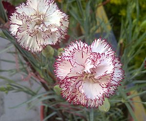 Archivo:Carnation flower