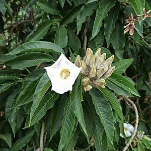 Archivo:Cazahuate (Ipomoea murucoides)