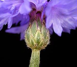 Archivo:Centaurea cyanus 05 ies