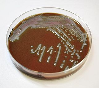 Chocolate agar 1.jpg