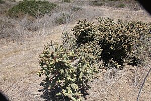 Archivo:Coast Cholla imported from iNaturalist photo 19614502 on 8 March 2024