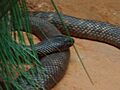 Collett's Snake