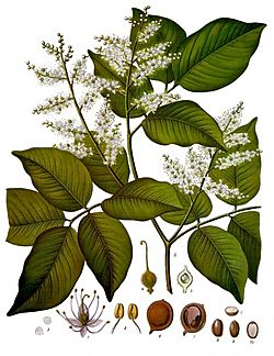 Copaifera officinalis - Köhler–s Medizinal-Pflanzen-047.jpg