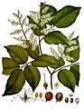 Copaifera officinalis - Köhler–s Medizinal-Pflanzen-047