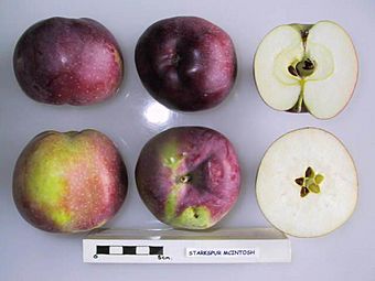 Cross section of Starkspur McIntosh, National Fruit Collection (acc. 1973-126)