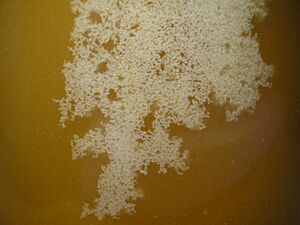 Archivo:Crystallized honey