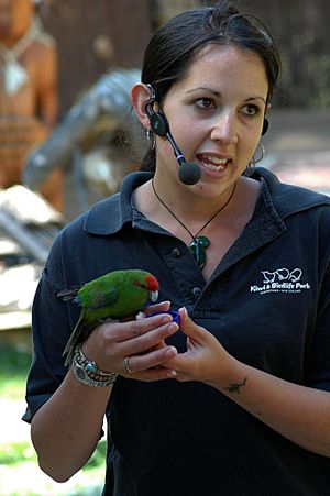 Archivo:Cyanoramphus novaezelandiae -Kiwi Birdlife Park staff -NZ-8a